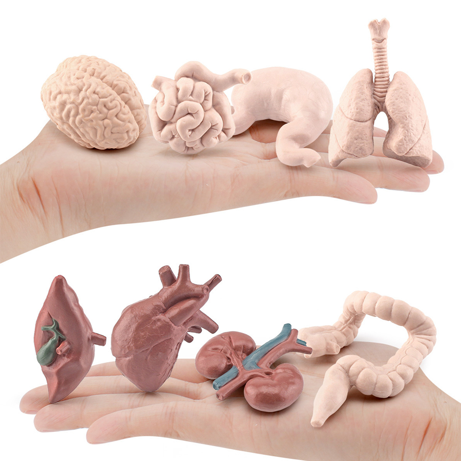 Órgãos Humanos Realistas do An - Kids Toys Egypt avaliação e preço